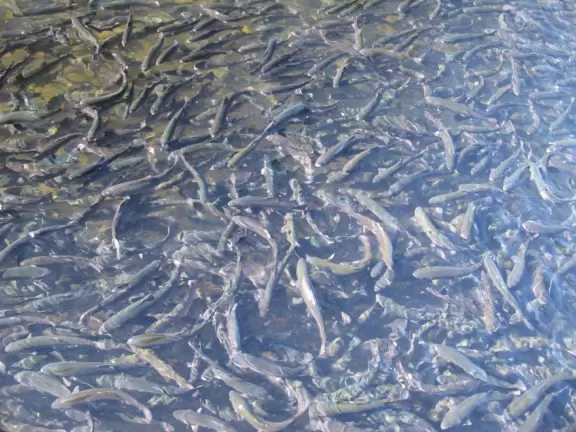 Something about this place makes kids so happy!