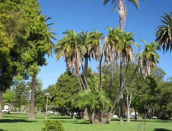 An oasis of wide green lawns, tall palms, and plump pines in the middle of the city.