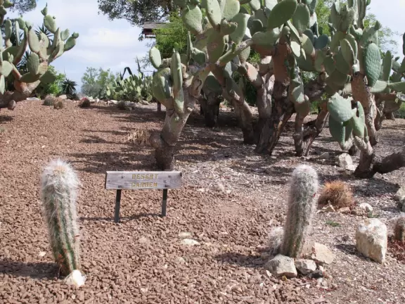 Botanical garden on top of a hill with views all around, cactus garden, colorful wildflowers, and imaginative kid's garden.