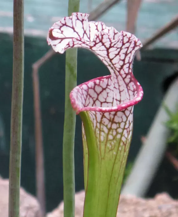 Botanical garden on top of a hill with views all around, cactus garden, colorful wildflowers, and imaginative kid's garden.