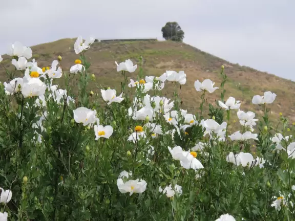 Botanical garden on top of a hill with views all around, cactus garden, colorful wildflowers, and imaginative kid's garden.