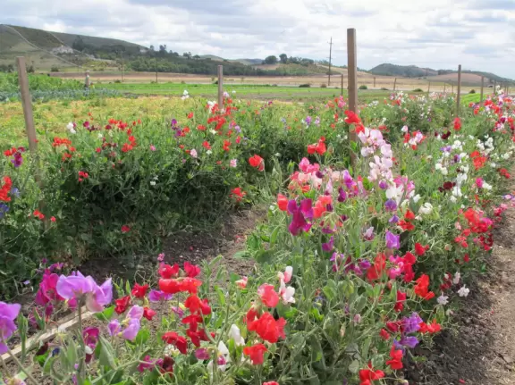 Farm with tons to do: hay rides, strawberry and veggie picking, goats on tightropes, animal shows, tunnels under hills, slides down tractor shoots, long wooden trains to climb...