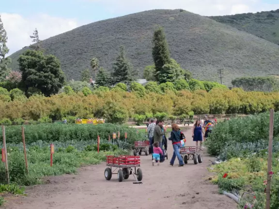 Farm with tons to do: hay rides, strawberry and veggie picking, goats on tightropes, animal shows, tunnels under hills, slides down tractor shoots, long wooden trains to climb...