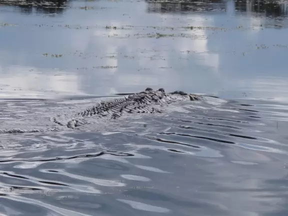 Glide over the water that mirrors the arcing sky, and see alligators!