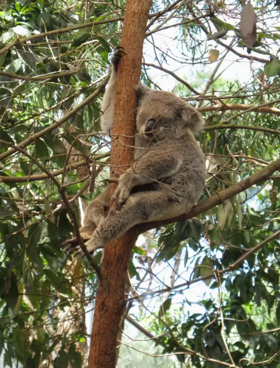 Attractive wildlife park cleverly designed so that the animals are outdoors (via the open roof) while you are inside in the air conditioning!