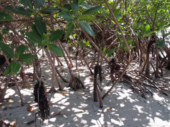 White sand beach with mangroves on the beautiful intracoastal waterway.