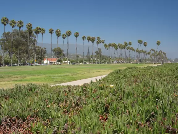 A popular bike path along the shoreline with bright beach succulents and rows of perfect California palms!