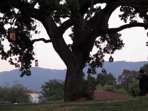 Oak tree with lanterns in the evening near Oak Grill.
