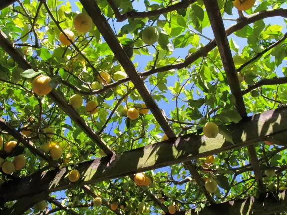 An estate with paths winding around 25 acres of varied, exquisite gardens.