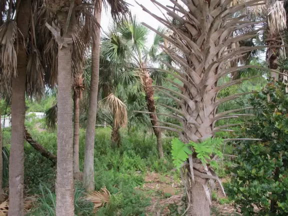 Master-planned community with lovely shady walking paths alongside sunlit forest areas with gopher tortoises.