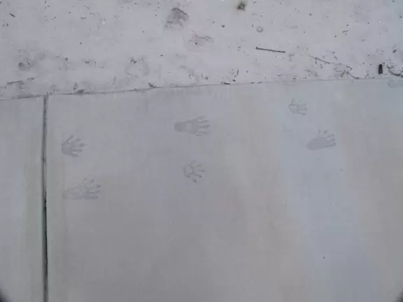 Across the street from the lighthouse, a paved nature walk with animal prints in the concrete and lovely lookout area at the end.