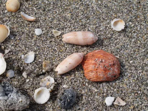 Wide-open beach with pale grey sand, shells on the shore, and aquamarine water, across from a playground, turtle center, and hike.