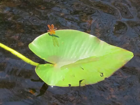 Tons of wildlife in this liquidy place!