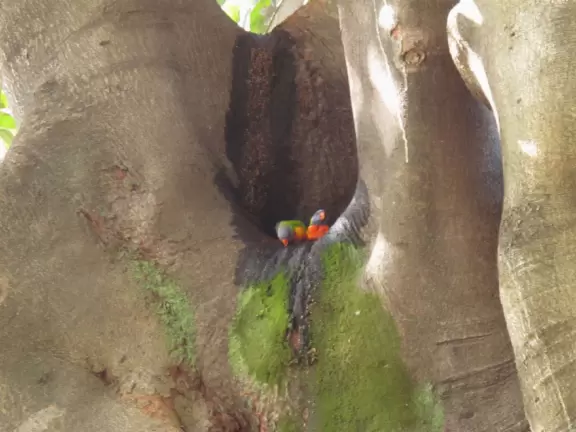 Birds sing a thousand melodies in the huge Moreton Bay fig trees while happy people stroll along the walkway at this waterfront park.
