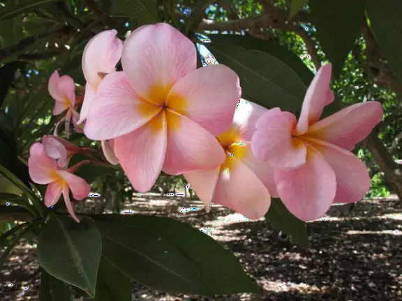 Paradise of plumeria trees and bright bougainvillea in summer.