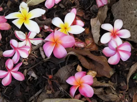 Paradise of plumeria trees and bright bougainvillea in summer.