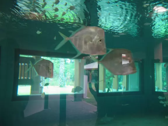 Nature center with sea life in huge tanks (you can't see inside because you are held back by railings), and boardwalk through jungle to observation tower.