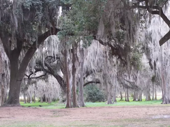 Glide over the water that mirrors the arcing sky, and see alligators!