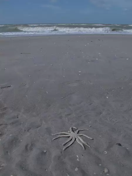 Wild windswept beach with flat stretch of desert vegetation, whitish-grey sand, lovely sea birds, and rugged white shells along the shore.