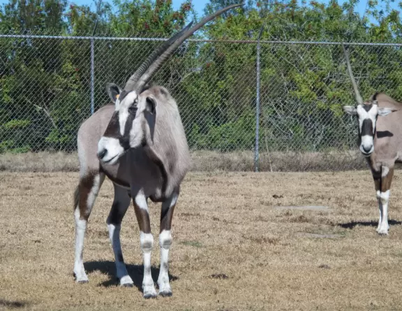 Drive your car through the "South African veldt", and see zebras, giraffes, rhinoceroses, buffalo, and antelope up close, then enjoy a tropical zoo with free rides such as a carousel, ferris wheel, and dumbo the elephant ride.