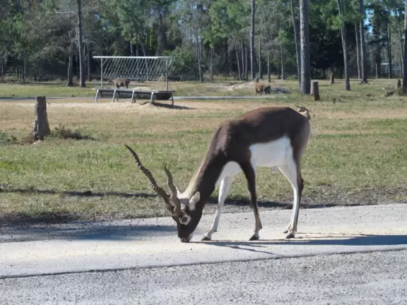 Drive your car through the "South African veldt", and see zebras, giraffes, rhinoceroses, buffalo, and antelope up close, then enjoy a tropical zoo with free rides such as a carousel, ferris wheel, and dumbo the elephant ride.