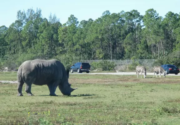 Drive your car through the "South African veldt", and see zebras, giraffes, rhinoceroses, buffalo, and antelope up close, then enjoy a tropical zoo with free rides such as a carousel, ferris wheel, and dumbo the elephant ride.