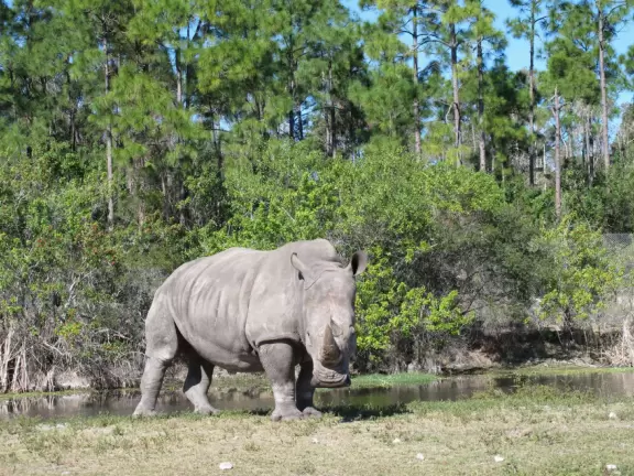 Drive your car through the "South African veldt", and see zebras, giraffes, rhinoceroses, buffalo, and antelope up close, then enjoy a tropical zoo with free rides such as a carousel, ferris wheel, and dumbo the elephant ride.