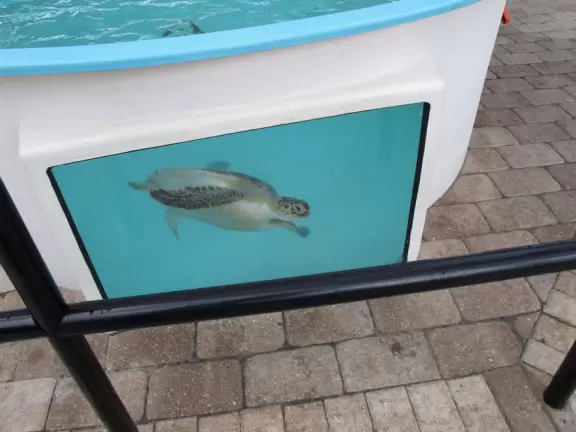 Kids love to see the recovering turtles in the outdoor tanks, and to learn about turtles from the exhibits at this attractive center.