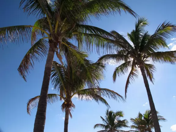 Beach with everything a beach should have: pale sand, aquamarine water, coconut palms, dunes, fit people, and cafes.