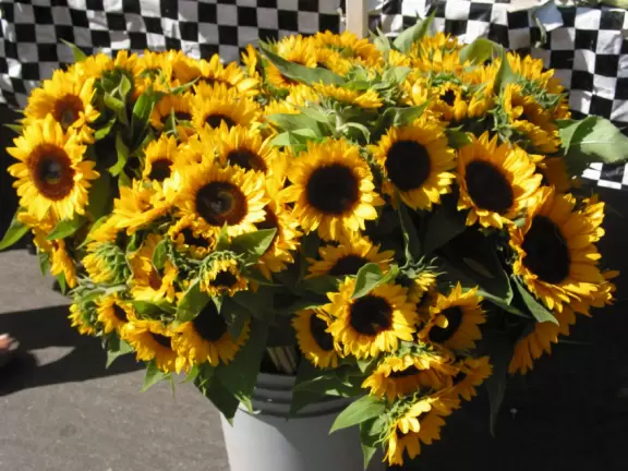 Not just a place to buy fruit and veggies but a lively destination all its own!