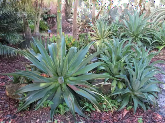 Pretty&nbsp;gardens with a wide assortment of tropical plants- a surprising find in an industrial area.