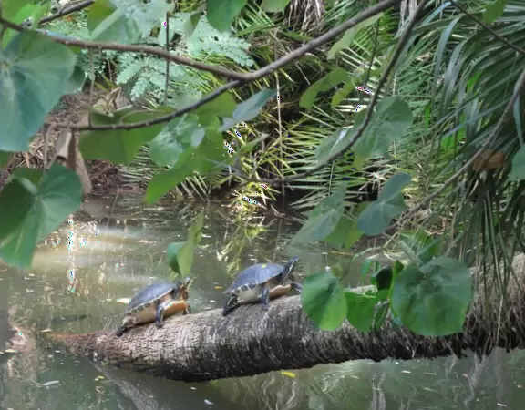 Incredibly lush and beautiful grounds, with animals in happy enclosures built around natural bodies of water.