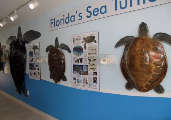 Modern turtle hospital with free modern education center in the front, as well as guided tours of the hospital.