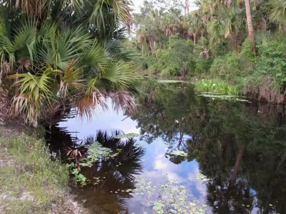 Tropical paradise with amazing trees, soft green grass, and woven huts shading picnic tables with BBQs that line the river, plus bike and kayak rentals. Beware alligators.