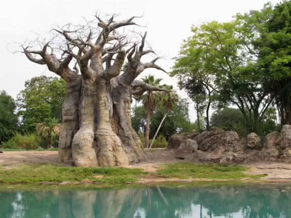 Lush theme park with African and Southeast Asian architecture- best for its two incredible shows and Pandora land.