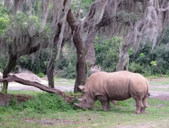 Lush theme park with African and Southeast Asian architecture- best for its two incredible shows and Pandora land.