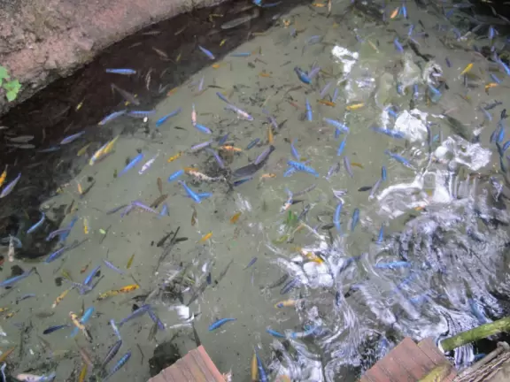 Lush theme park with African and Southeast Asian architecture- best for its two incredible shows and Pandora land.