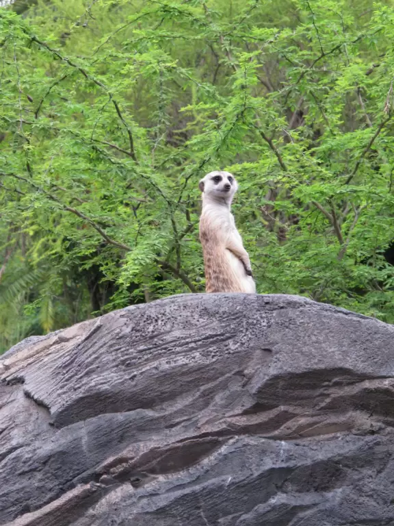 Lush theme park with African and Southeast Asian architecture- best for its two incredible shows and Pandora land.