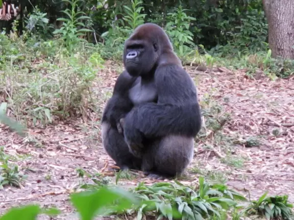 Lush theme park with African and Southeast Asian architecture- best for its two incredible shows and Pandora land.