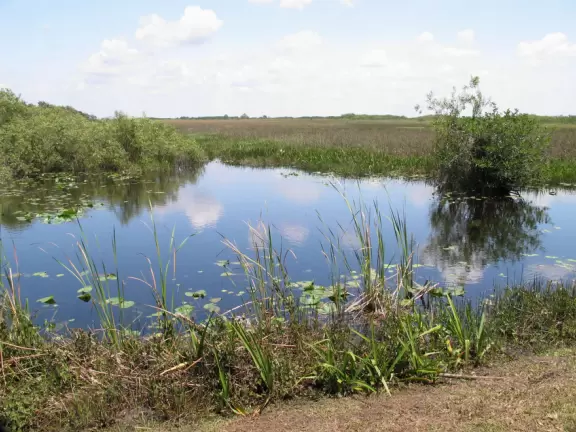Tons of wildlife in this liquidy place!