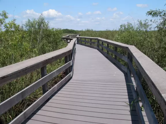 Tons of wildlife in this liquidy place!