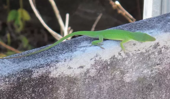 Tons of wildlife in this liquidy place!