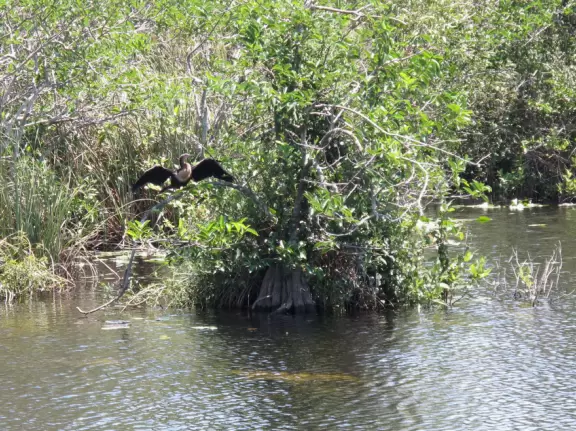 Tons of wildlife in this liquidy place!