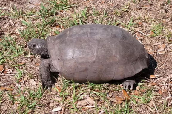 Master-planned community with lovely shady walking paths alongside sunlit forest areas with gopher tortoises.