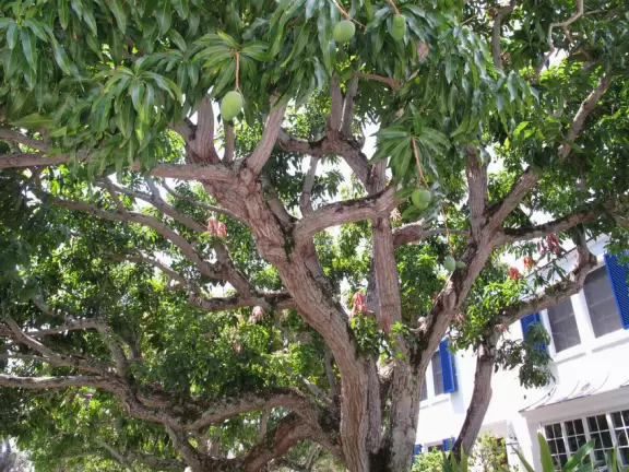 Lovely walk along palm-lined roads past historical homes from the 1920s.