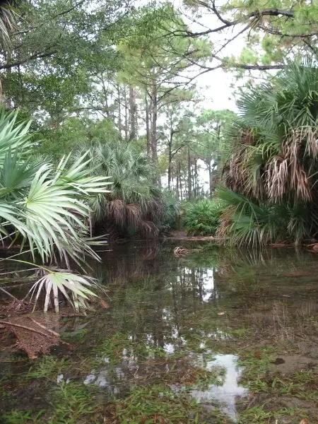 Master-planned community with lovely shady walking paths alongside sunlit forest areas with gopher tortoises.