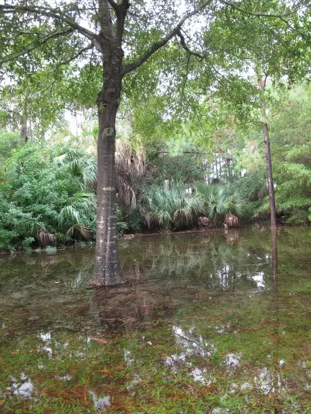 Master-planned community with lovely shady walking paths alongside sunlit forest areas with gopher tortoises.