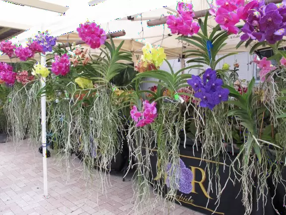 Saturday morning farmer's market with plants, cheeses, grass-fed beef, hot foods, and live music. All with a waterfront view.