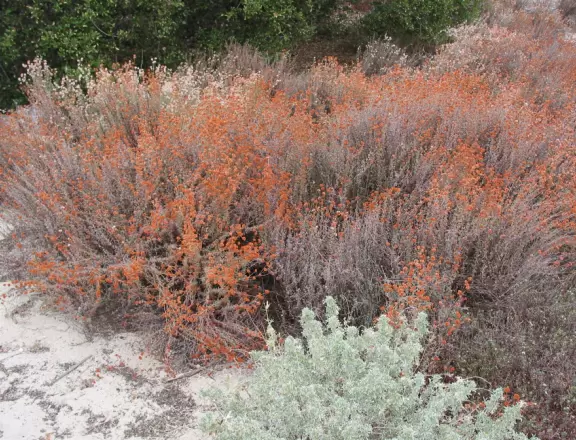 Scenic beach, with pretty bike path set back from the dunes.
