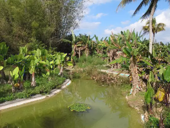 Beautiful park with paved walking trail through bamboo forest and past gorgeous tropical fruit trees.